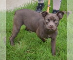 Small #1 Boglen Terrier