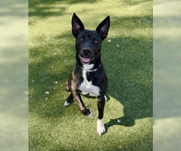 Medium Photo #1 Staffordshire Bull Terrier Puppy For Sale in Salinas, CA, USA
