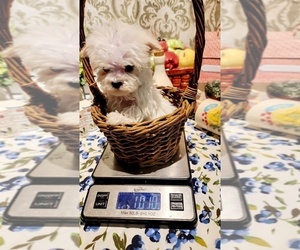 Maltese Puppy for sale in BRANSON, MO, USA