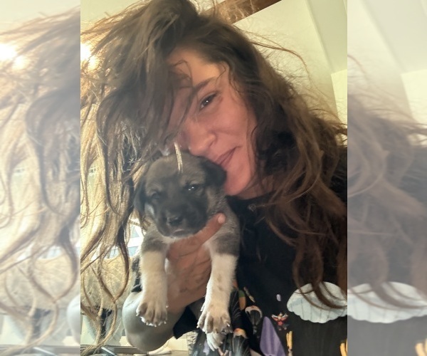 Medium Photo #3 Cattledog Shepherd Puppy For Sale in LULING, TX, USA