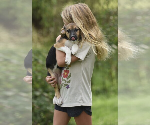 Medium Photo #12 Mutt Puppy For Sale in Mechanicsburg, PA, USA