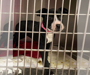 Boxer-Unknown Mix Dogs for adoption in Amarillo, TX, USA