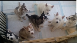 Siberian Husky Puppy for sale in ALLINGTOWN, CT, USA