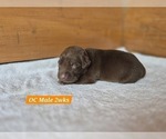 Small Photo #62 Labrador Retriever Puppy For Sale in EDGEWOOD, TX, USA