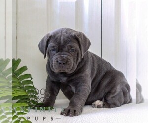 Cane Corso Puppy for sale in LANCASTER, PA, USA