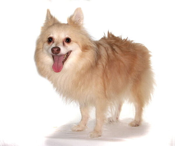 Medium Photo #4 Pomeranian Puppy For Sale in Oakland Park, FL, USA