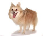 Small #3 Pomeranian
