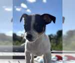 Small #1 Chihuahua Mix