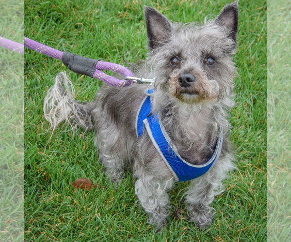 Medium Photo #6 Mutt Puppy For Sale in Huntley, IL, USA