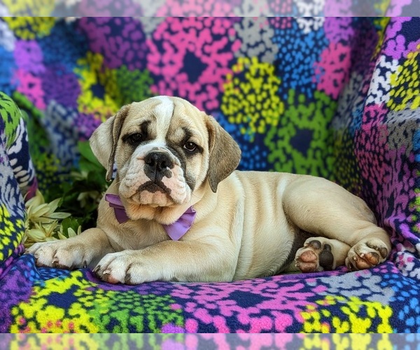 Medium Photo #6 Olde English Bulldogge Puppy For Sale in OXFORD, PA, USA