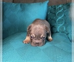 Small #6 French Bulldog