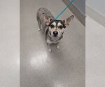 Small Chihuahua-Siberian Husky Mix