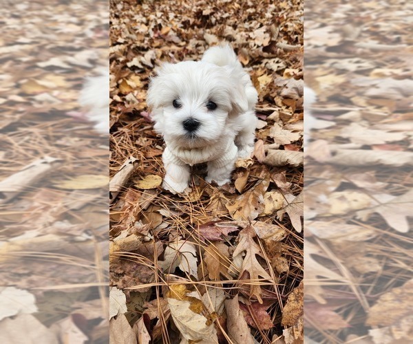 Medium Photo #9 Maltese Puppy For Sale in CHESAPEAKE, VA, USA