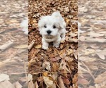 Small #8 Maltese