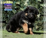 Small #13 German Shepherd Dog