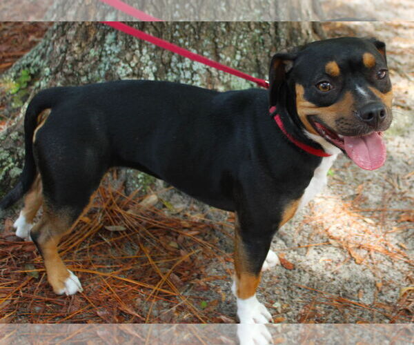 Medium Photo #13 Beabull Puppy For Sale in Dunnellon, FL, USA