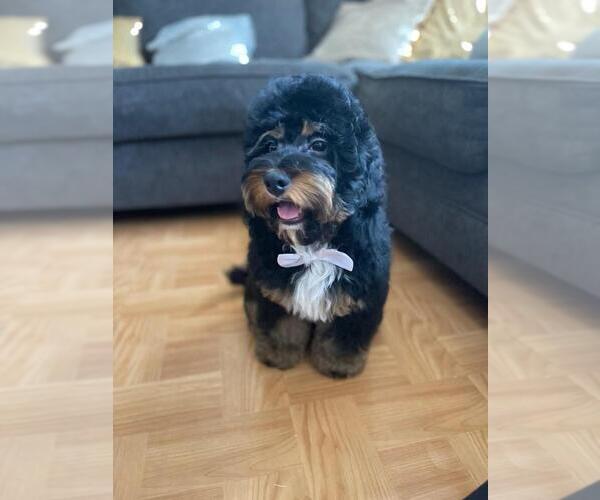 Medium Photo #5 Bernedoodle Puppy For Sale in FOREST HILLS, NY, USA