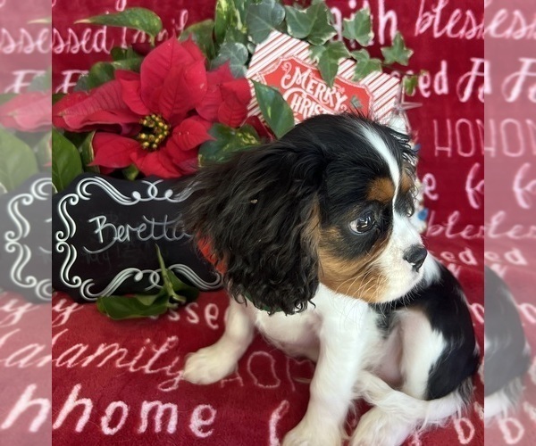 Medium Photo #4 Cavalier King Charles Spaniel Puppy For Sale in ABILENE, TX, USA