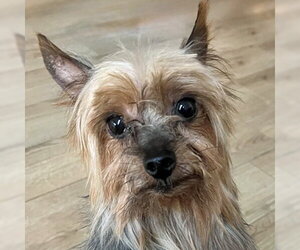 Mutt Dogs for adoption in Arlington, VA, USA