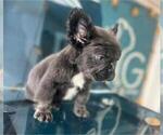 Small #4 French Bulldog