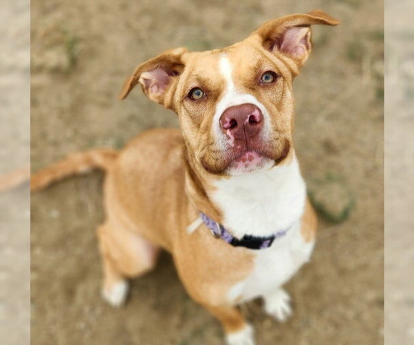 Medium Photo #1 Mutt Puppy For Sale in Fort Collins, CO, USA