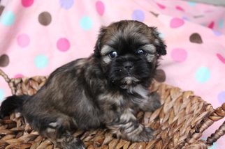 Shih Tzu Puppy for sale in FARMINGTON, MO, USA
