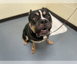 SOSA - Male American Staffordshire Terrier-Mastiff Mix Dog for Adoption - Small photo