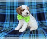 Dexter - Male Cavapoo (Miniature) Puppy for Sale - Photo #7