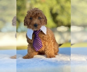 Goldendoodle (Miniature) Puppy for sale in FROSTPROOF, FL, USA