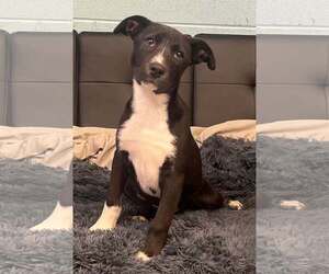 Siberian Husky-Unknown Mix Dogs for adoption in Pryor, OK, USA