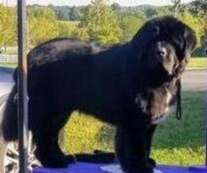 Father of the Newfoundland puppies born on 07/15/2023