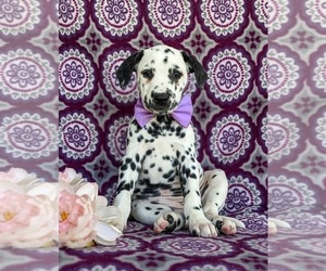 Dalmatian Puppy for sale in QUARRYVILLE, PA, USA