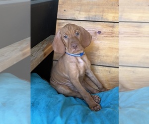 Vizsla Puppy for Sale in CROWLEY, Texas USA