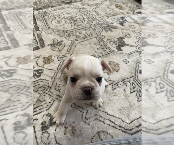 Medium Photo #5 French Bulldog Puppy For Sale in CLEARWATER, FL, USA