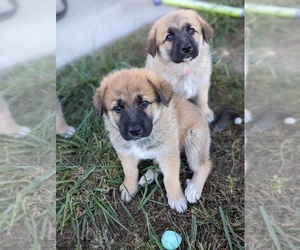 German Shepherd Dog-Great Pyrenees Mix Puppy for sale in KIRBYVILLE, MO, USA