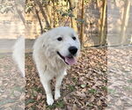 Small #7 Great Pyrenees