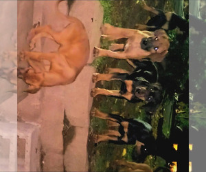 Doberman Pinscher-Great Dane Mix Puppy for sale in RAMONA, CA, USA