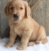 Small Photo #1 Golden Retriever Puppy For Sale in SAN FRANCISCO, CA, USA
