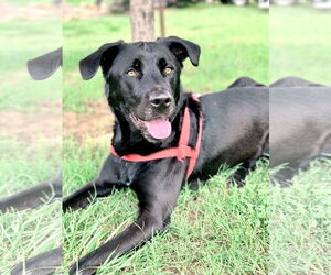 Labrador Retriever Dogs for adoption in Pacolet, SC, USA