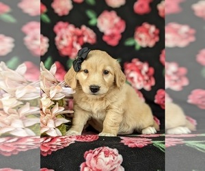 Goldendoodle-Mutt Mix Puppy for sale in KIRKWOOD, PA, USA