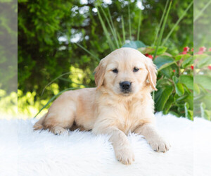 Golden Retriever Puppy for sale in NEWPORT, PA, USA