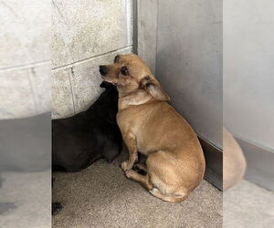 Chihuahua Dogs for adoption in San Bernardino, CA, USA
