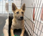 Small German Shepherd Dog
