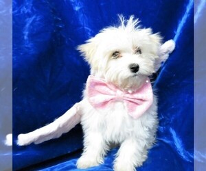 Maltipoo Puppy for sale in HARTVILLE, MO, USA