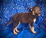 Small #1 Australian Kelpie Mix