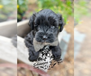 Schnauzer (Miniature) Puppy for sale in ELGIN, TX, USA