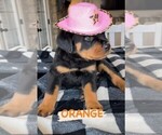 Small Photo #11 Rottweiler Puppy For Sale in TULSA, OK, USA