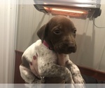 Small Photo #4 German Shorthaired Pointer Puppy For Sale in PERRY, KS, USA