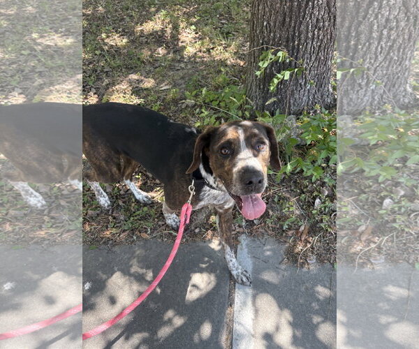 Medium Photo #3 Catahoula Leopard Dog-Unknown Mix Puppy For Sale in Raleigh, NC, USA