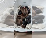 Small Photo #7 Doberman Pinscher Puppy For Sale in RIVERSIDE, CA, USA